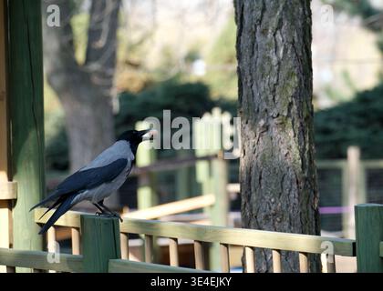 Un corvo è appollaiato su una recinzione di legno, assaporando uno spuntino alla luce del sole. Foto Stock