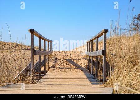 Passerella in legno sulle dune di sabbia che conduce attraverso l'erba secca verso una pineta sotto il cielo blu. Foto Stock