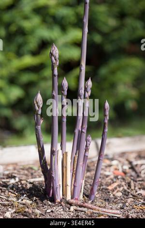 In primavera, in un orto britannico, emergono dal suolo delle fresche lance di asparagi viola Jacmar Foto Stock