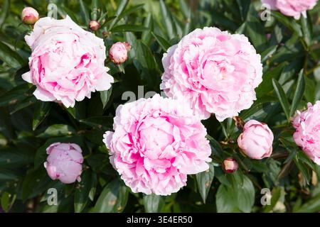 Pianta di peonia con grandi fiori rosa in un giardino del Regno Unito Foto Stock