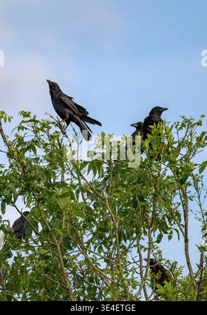 Piccolo gregge di corvi di Carrion (Corvus corone) arroccato su un albero contro il cielo blu a Bristol, Inghilterra, Regno Unito Foto Stock
