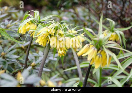 Fritillaria imperialis gialla, Crown Imperial, Imperial fritillary imperiale o corona del Kaiser in fiore. Foto Stock