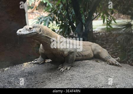 Drago di Komodo ( Varanus komodoensis ) allo zoo di Londra Foto Stock