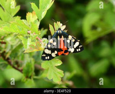 Falena Scarlet Tiger, 'Callimorpha dominua' su un cespuglio di biancospino, da giugno a luglio, vola di giorno, boschi, Somerset, Regno Unito Foto Stock