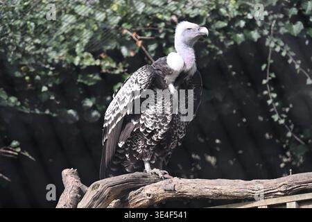 Il griffon avvoltoio di Ruppell allo Zoo di Londra Foto Stock