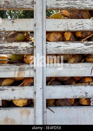 Noci di cocco fresche accumulate in un camion, Messico Foto Stock