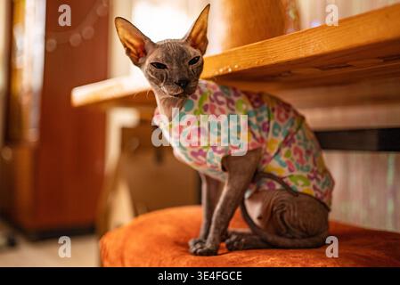 Gatto Sphynx seduto comodamente su un cuscino arancione sotto un tavolo di legno, indossando una camicia dai motivi luminosi, che mostra il suo aspetto unico e il suo volto espressivo Foto Stock