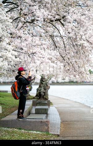Fiori di ciliegio Yoshino Tidal Basin Washington DC Stati Uniti | WASHINGTON, D.C. — Una fitta chioma di fiori di ciliegio Yoshino in piena fioritura incombe su un visitatore che scatta foto lungo il sentiero pavimentato del lungomare al Tidal Basin, venerdì 27 marzo 2026. Gli alberi iconici attirano ogni primavera migliaia di visitatori nella capitale della nazione per assistere al periodo di massimo fiore. Il visitatore, indossando uno zaino e un cappello, si ferma per catturare i delicati petali rosa e bianchi sullo sfondo dell'acqua. Questa mostra annuale rimane uno degli eventi naturali più attesi della città. Foto Stock