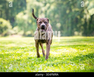 Un cane di razza mista brindle cane corso che cammina verso la telecamera Foto Stock