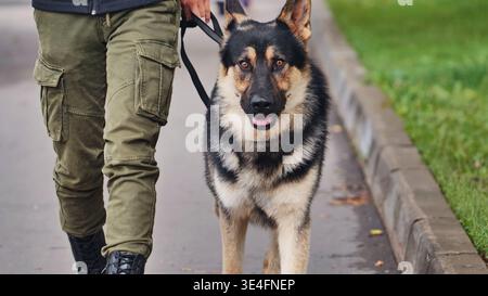 Cane pastore tedesco che cammina su un marciapiede con un proprietario che tiene il guinzaglio Foto Stock