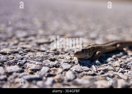 Primo piano di una lucertola di sabbia (Lacerta agilis) appoggiata su una strada asfaltata soleggiata Foto Stock