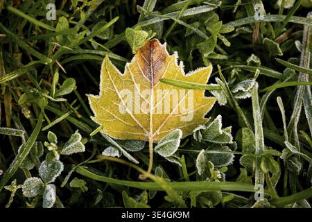 New York City - USA - Ott 31 2020: Bei colori di Foliage del New York Central Park South Foto Stock
