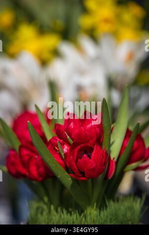 Tulipani selvatici rossi vibranti che fioriscono un giardino con croci bianchi sfocati e narcisi gialli in una soleggiata giornata primaverile a Stallikon, vicino a Zurigo, Svizzera Foto Stock