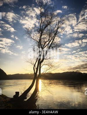 Profilo degli alberi durante l'ora d'oro sulla confluenza dei fiumi Inn e Danubio a Passau, Baviera, Germania, marzo 2019 Foto Stock