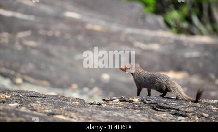 Ruddy Mongoose si erge allerta su una superficie rocciosa, guardando in lontananza al Parco Nazionale di Yala. Foto Stock