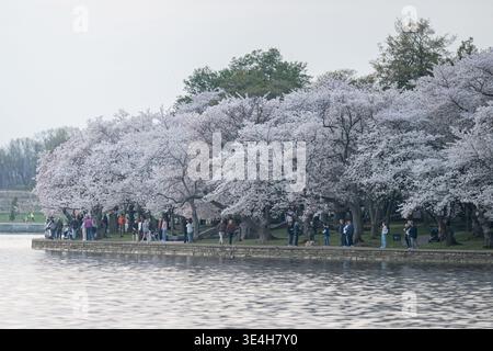 Washington, District of Columbia, USA. 27 marzo 2026. I visitatori camminano lungo il bacino delle maree durante la fioritura dei ciliegi di picco a Washington DC (Credit Image: © Matt Kaminsky/ZUMA Press Wire) SOLO PER USO EDITORIALE! Non per USO commerciale! Foto Stock