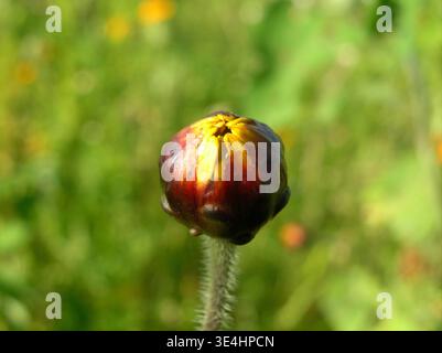 Macro shot verticale di un piccolo bocciolo botanico in via di sviluppo con petali gialli appena emergenti. Foto Stock