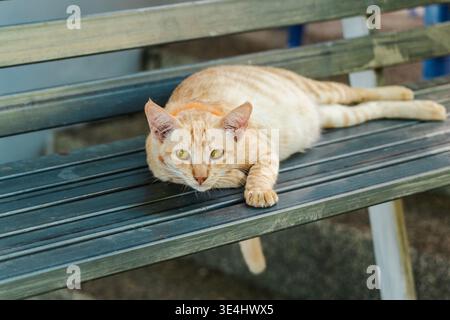 Gatto dello zenzero rilassato sdraiato su una panchina di metallo all'aperto che guarda la fotocamera Foto Stock