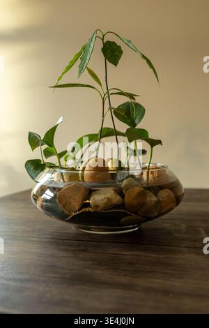 In un ambiente domestico, i pozzi di avocado sono collocati in una ciotola di vetro piena di rocce e acqua. Piccoli alberi crescono dai pozzi, mostrando il processo di pianificazione Foto Stock