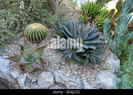 Vista dall'alto di varie piante e cactus succulenti disposti in un giardino decorativo in pietra con ghiaia. Paesaggio naturale in stile deserto con agave e aloe in luce soffusa. Foto Stock