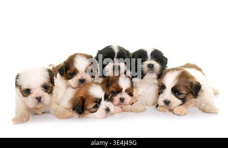 Cuccioli shih tzu davanti a uno sfondo bianco Foto Stock