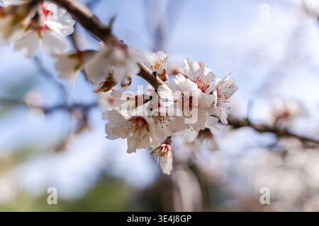 Primo piano della fioritura dei mandorli in primavera, con delicati petali bianchi e stami rosa su un ramo, girato alla luce naturale con un morbido cielo bokeh Foto Stock
