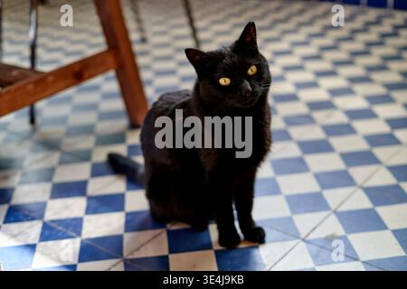 Un gatto nero siede su un pavimento a scacchi blu e bianco in un ufficio domestico. La luce naturale entra nella sala. Il gatto sembra curioso. Sono presenti mobili in legno Foto Stock