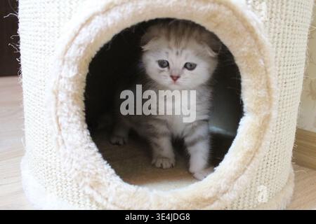 Un affascinante gattino tabby argentato, con il suo caratteristico motivo a righe e a macchie di pelliccia, è il fulcro di questa immagine avvolgente, che sbircia in avanti Foto Stock