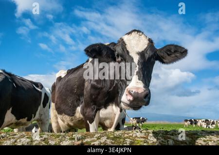 Primo piano di una vacca Holstein nei pascoli verdi di Sao Miguel Foto Stock