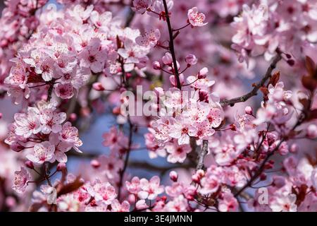 Kirschblütenzeit in Nürnberg, 28.03.2026 Mehrere rosa Kirschblüten und Knospen an verzweigten Ästen füllen das Bild. Die Aufnahme zeigt eine dichte Blüte in Nahansicht mit selektivem Fokus und unscharfem Hintergrund. Nürnberg Bayern Deutschland *** tempo di fioritura dei ciliegi a Norimberga, 28 03 2026 diversi fiori di ciliegio rosa e gemme su rami ramificati riempiono l'immagine l'immagine mostra una fioritura densa in primo piano con messa a fuoco selettiva e sfondo sfocato Norimberga Baviera Germania 20260328-286A1990-M4000 Foto Stock