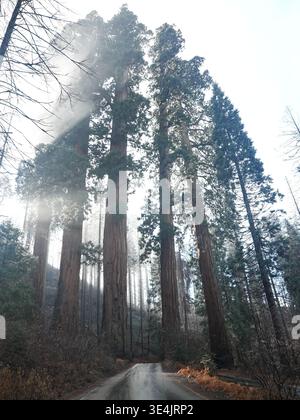 Razze di sole che brillano attraverso gli alberi di sequoia gigante nella foresta della California Foto Stock