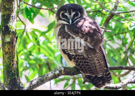 Gufo di legno marrone (Strix leptogrammica) di Pangot, Uttarakhand, India. Foto Stock