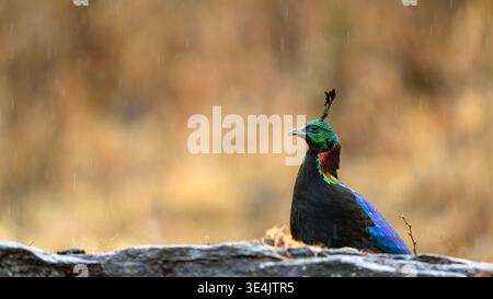Monale himalayano (Lophophorus impejanus) da Chopta, Uttarakhand, India, a 2800 m di altitudine. Foto Stock