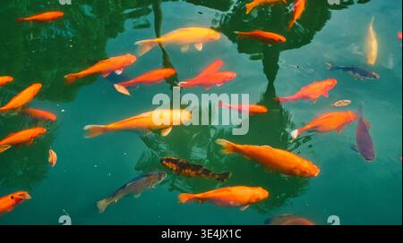 Una scuola di colori vivaci arancio, oro, bianco e nero carpe koi e pesci rossi nuotano con grazia in un lussureggiante laghetto verde chiaro. La funzione di composizione Foto Stock