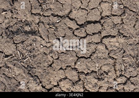 Trama di terra incrinata per lavori di design, sfondo sporco incrinato, terreno incrinato. Foto Stock