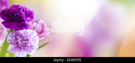 Primo piano di delicati garofani viola e rosa fioriscono su uno sfondo pastello da sogno con morbido bokeh, offrendo un composito floreale romantico ed elegante Foto Stock