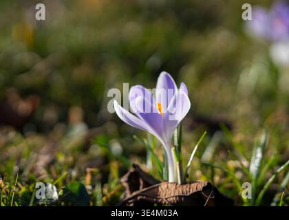 Crocus vernus «Vanguard» in fiore all’inizio della primavera, delicati petali viola pallido che si illuminano alla luce calda del sole. Primo piano di un singolo fiore di cocco. Foto Stock