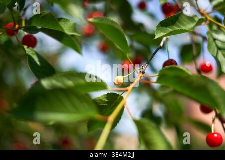 Foto ravvicinata delle ciliegie rosse mature e di una ciliegia gialla acuta appesa al ramo di un albero circondata da foglie verdi vivaci. L'immagine Foto Stock