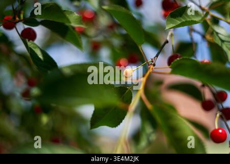 Foto ravvicinata delle ciliegie rosse mature appese al ramo di un albero tra foglie verdi vivaci. Una ciliegia giallastro acuta è visibile tra le Foto Stock