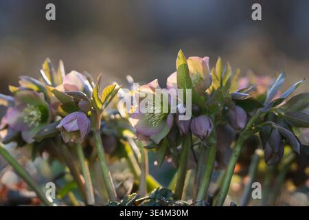 Fiori di Helleborus (rosa quaresimale) che fioriscono all'inizio della primavera, petali rosa tenui illuminati dalla calda luce del sole della sera. Primo piano dei fiori di elio. Foto Stock