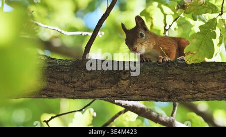 Curioso scoiattolo rosso che sbircia su un grosso ramo d'albero in una foresta soleggiata Foto Stock