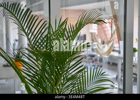 Una vivace palma verde con fronde allungate si erge in primo piano, oscurando parzialmente la vista attraverso una partizione di vetro per ufficio. Foto Stock