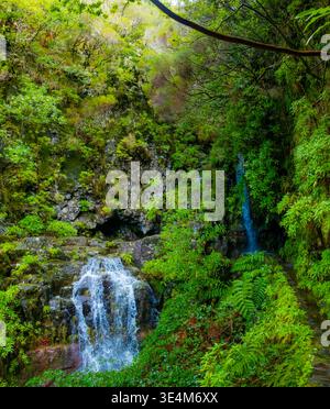 La maestosa cascata nella lussureggiante foresta di Madeira scende lungo una scogliera rocciosa, creando un sereno ruscello sottostante. 25 Fontes o 25 Springs. E' un gruppo di Foto Stock