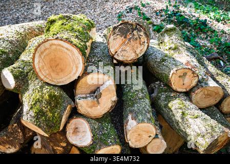 Una pila di tronchi appena tagliati, ricoperti di muschio, giace sul fondo della foresta, pronto per la legna da ardere o la costruzione. Foto Stock