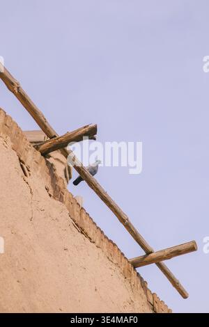 Un piccione grigio solitario arroccato su una trave di legno sullo sfondo di un cielo azzurro e di un muro rustico Foto Stock