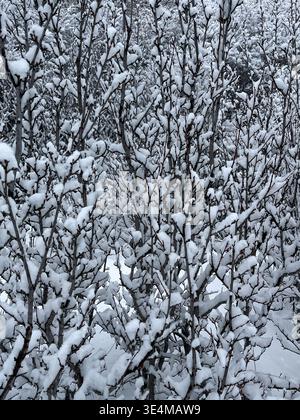 Tranquillo paesaggio invernale con rami ricoperti di neve in un tranquillo ambiente naturale Foto Stock