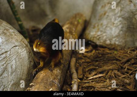 piccolo leone dalla testa dorata tamarin arroccato su un tronco caduto in un recinto terroso dello zoo; la pelliccia arancione calda e nera contrasta con rocce, trucioli di legno Foto Stock