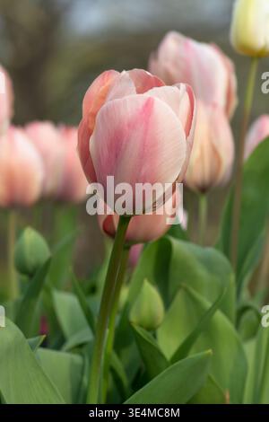 Primo piano di tulipani rosa, cultivar "Salmon van Eijk". Foto Stock