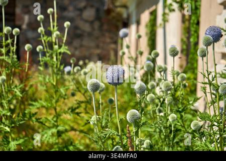 Un giardino illuminato dal sole caratterizzato da piante di cardo globo (Echinops) con teste di fiori sferiche blu-viola e gemme verdi intatte su steli alti. Il Foto Stock