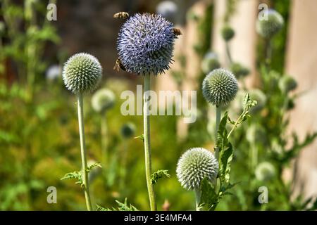 Vista ravvicinata dei fiori di cardo globo di Echinops in un giardino. La testa sferica centrale del fiore mostra vivaci fiori viola-blu ed è Foto Stock